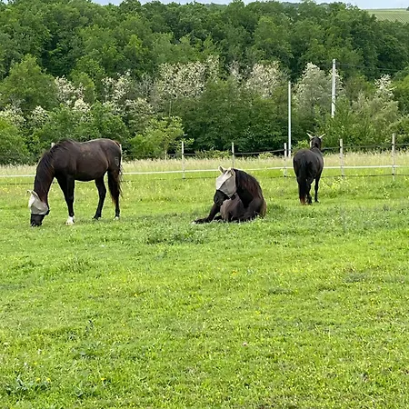 Horse And Hideaway Doulezon
